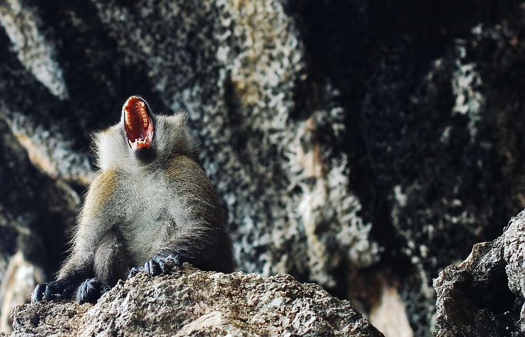 Yawning