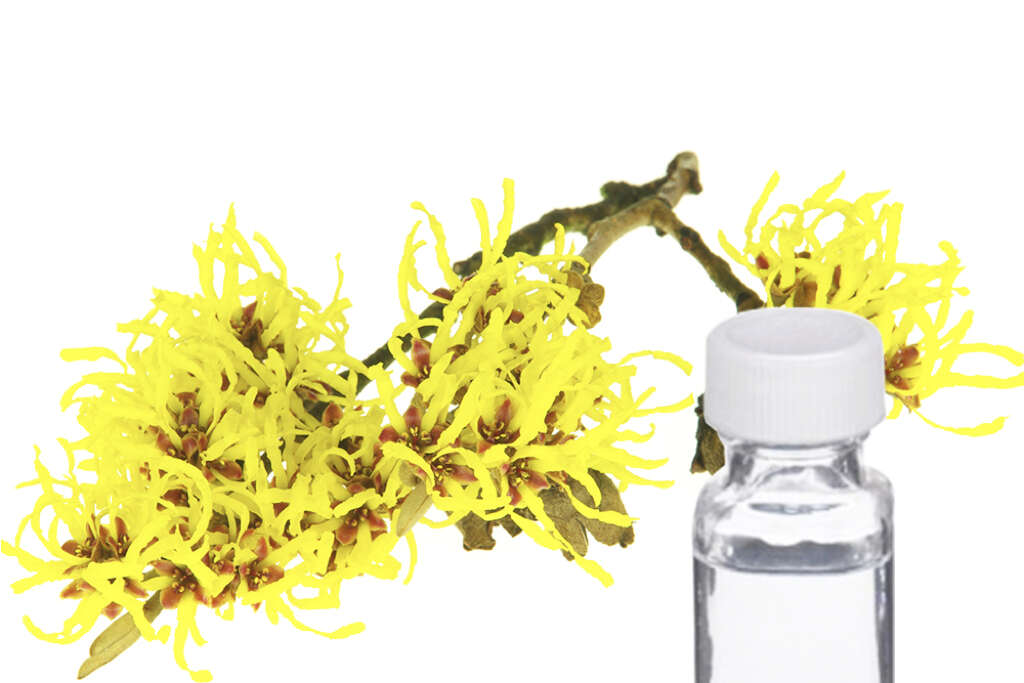 Witch Hazel